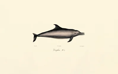 Common Dolphin