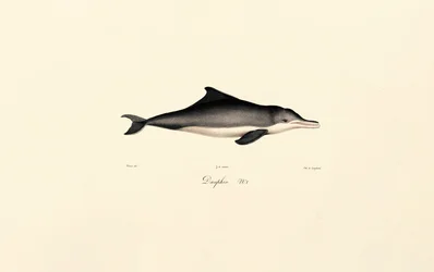 Common Dolphin