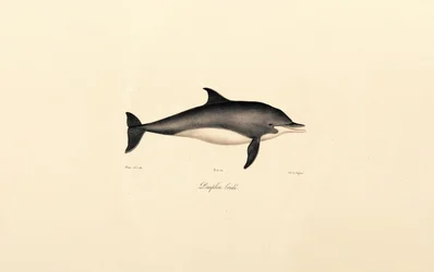 Common Dolphin
