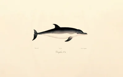 Common Dolphin