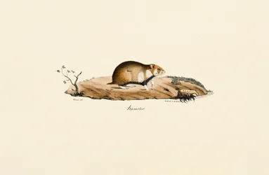 Common Hamster