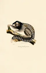 Common Marmoset (female)