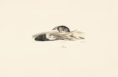 Common Shrew