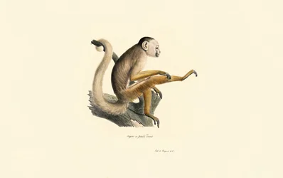 Common Squirrel Monkey