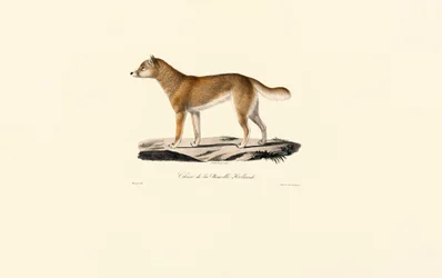 Dingo