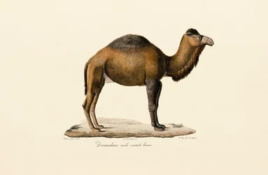 Dromedary Camel, Brown Variety