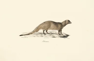 Egyptian Mongoose