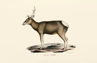 Male Elk