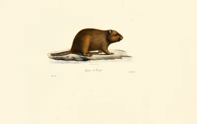 European Beaver