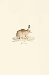 European Hare