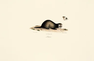 European Polecat