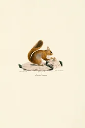 European Red Squirrel