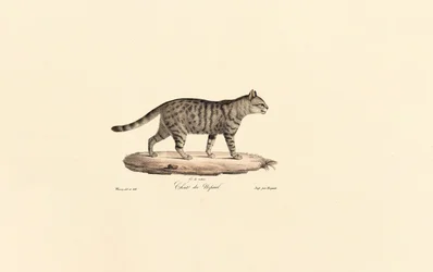 European Wildcat