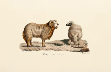 Fat-tailed Sheep