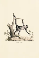 Female Black Spider Monkey
