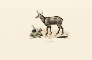 Female Chamois