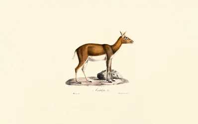Female Goitered Gazelle