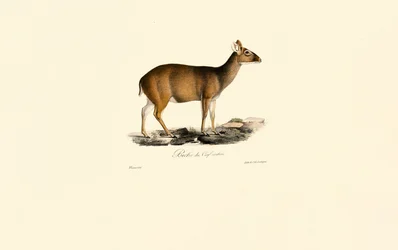 Female Indian Muntjac