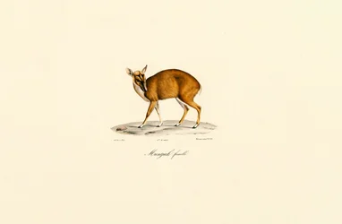 Female Muntjac