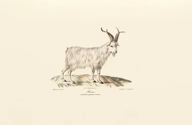 Four-Horned Domestic Goat