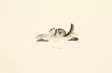 Gambian Sun Squirrel