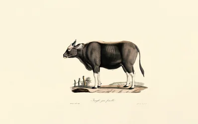 Gaur Female
