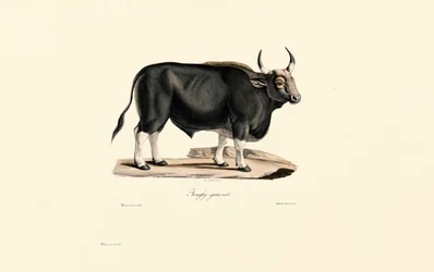Male Gaur