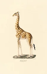 Giraffe (Female)