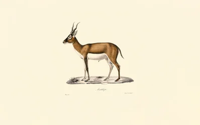 Goitered Gazelle