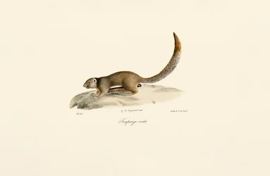 Golden-mantled Ground Squirrel (Male)