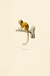 Golden Lion Tamarin