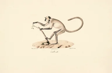 Gray Hanuman Langur