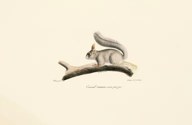 Gray Squirrel