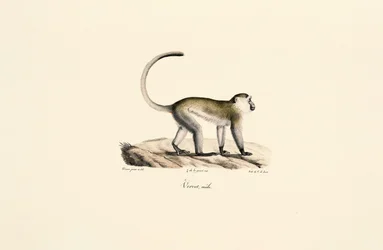 Green Monkey