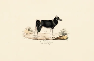 Greenland Dog
