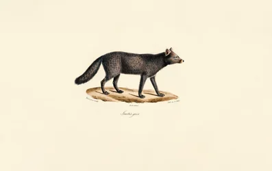 Grey Meerkat