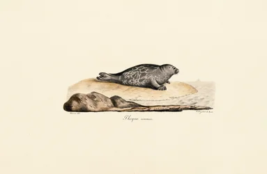 Harbor Seal