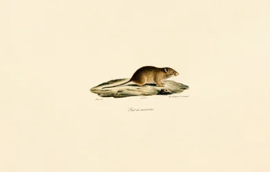 Harvest Mouse