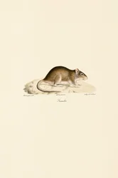 House Mouse