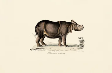 Indian Rhinoceros