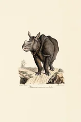 Indian Rhinoceros, Front View