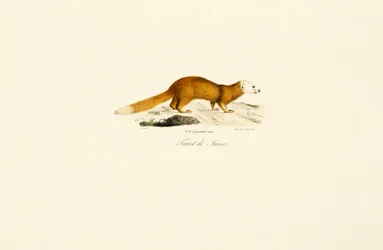 Javan Ferret Badger