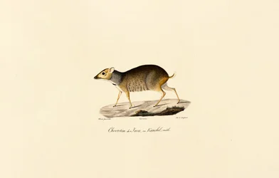 Javan Mouse-deer