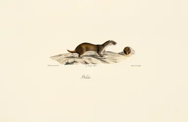 Least Weasel