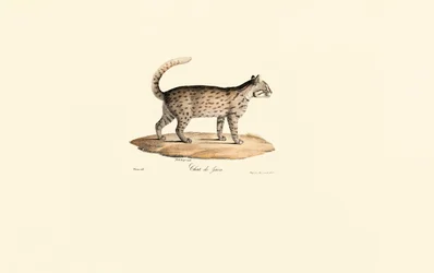 Leopard Cat