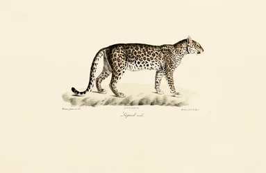 Male Leopard