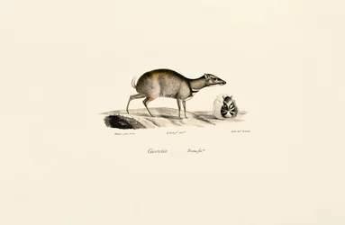 Lesser Mouse-deer