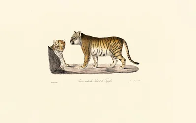 Lion-Tiger Hybrid