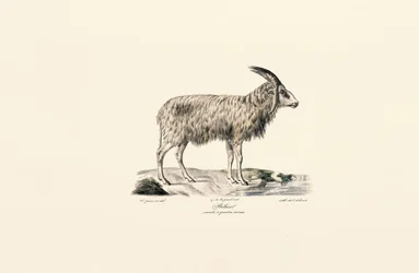 Long-haired Goat