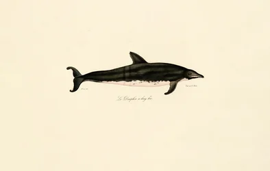 Long-snouted Dolphin
